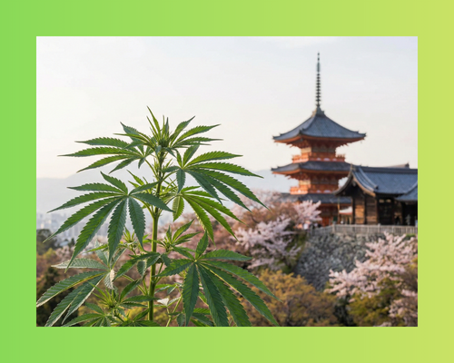 Japonya Kenevir Yasaları