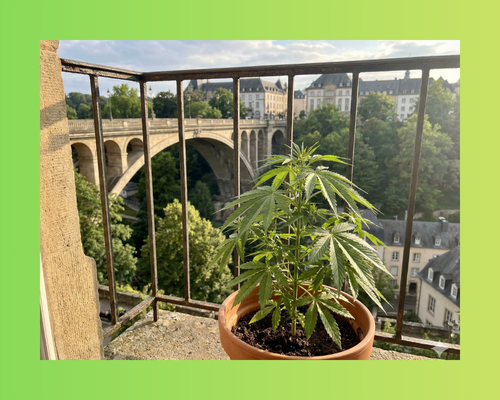 Lüksemburg Kenevir Yasaları